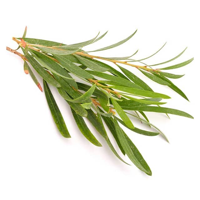 cajeput31