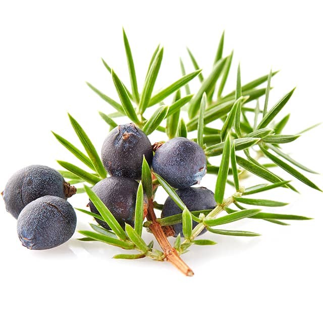 juniper4
