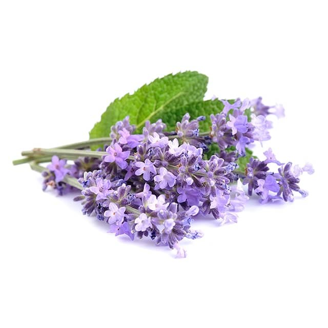 lavender4