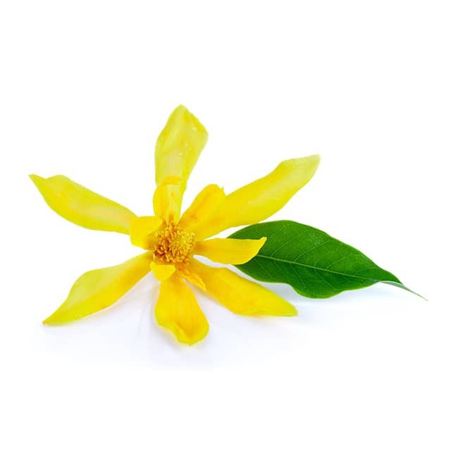 ylang_ylang4